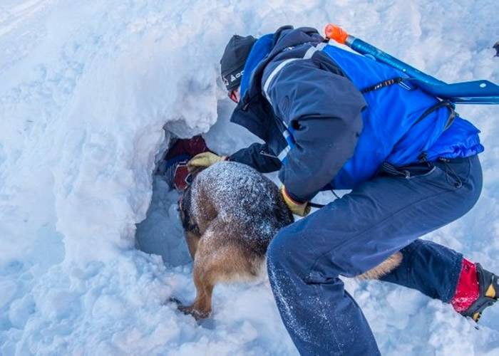 搜救犬搜索男童位置。