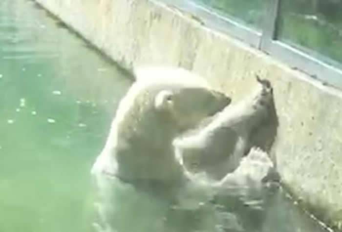 德国慕尼黑动物园北极熊竟试图救活它的“食物”小鸟