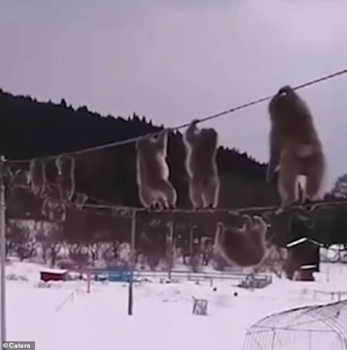 日本大雪弥漫的青森县陆奥市一群野生猴子竟在“高空走钢索”