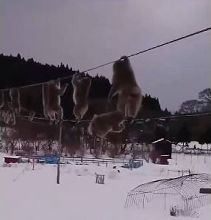 日本大雪弥漫的青森县陆奥市一群野生猴子竟在“高空走钢索”