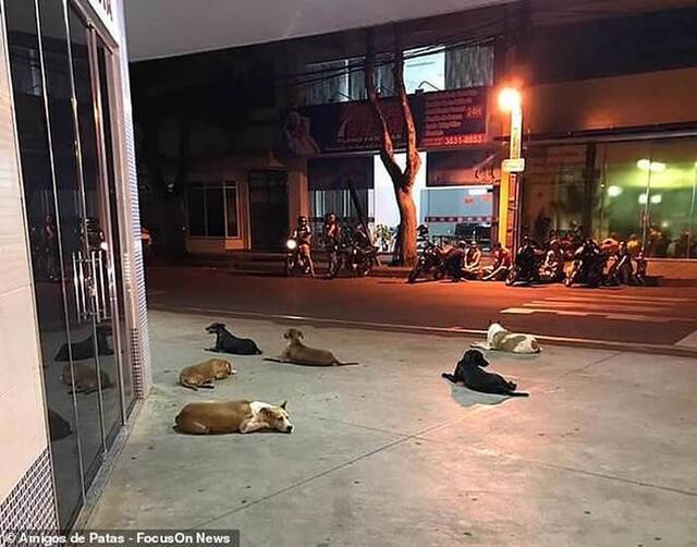 巴西流浪汉中风入院6只忠犬追救护车彻夜门外留守