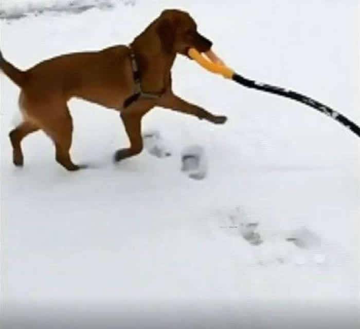 美国麻省拉布拉多犬“亲口”帮主人铲雪网民大赞感自愧不如