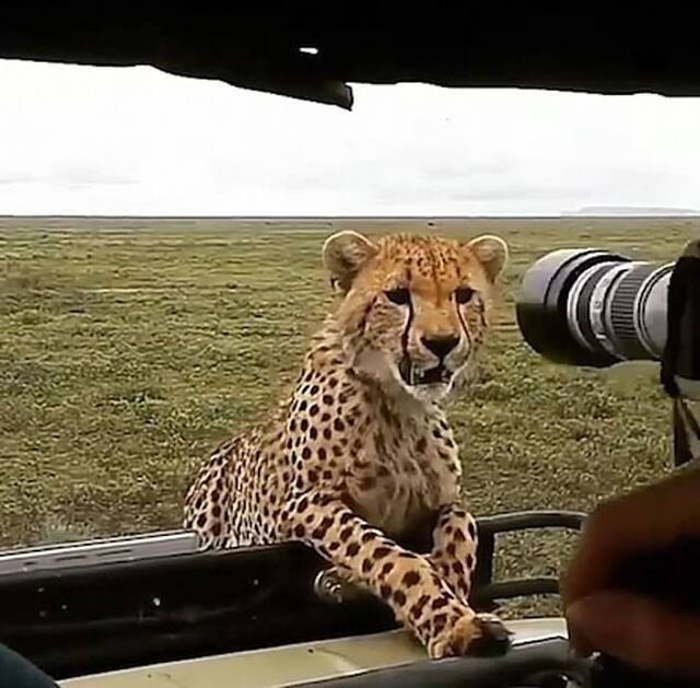 摄影师用相机镜头吓跑好奇猎豹社交网络上受到大量网民批评