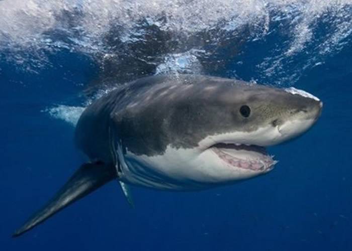美国新研究整理过去55年来全球数据指鲨鱼攻击人类的概率仅百万分之五