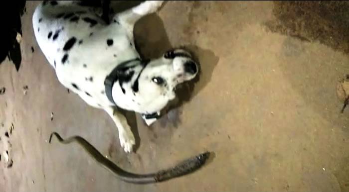 印度忠犬攻击入侵主人院落的眼镜蛇最终身亡