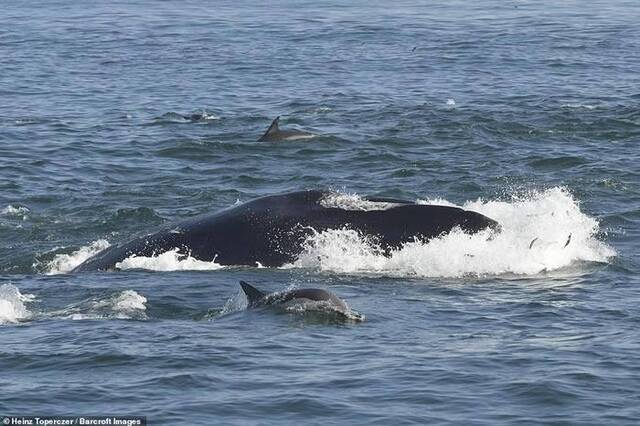 南非伊丽莎白港一条鲸鱼将水下摄影师吞进肚后又吐出