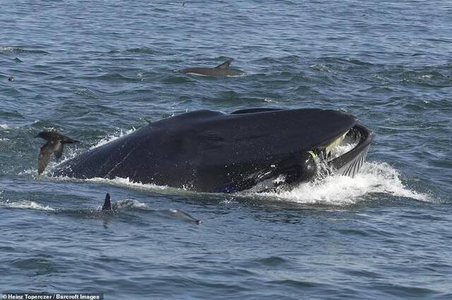 南非伊丽莎白港一条鲸鱼将水下摄影师吞进肚后又吐出