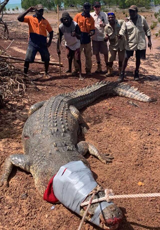 澳大利亚当局成功抓获吃掉了12只狗的600公斤重鳄鱼
