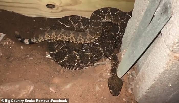 美国德州男子求救家中发现有蛇出没专家挖出一窝45条响尾蛇