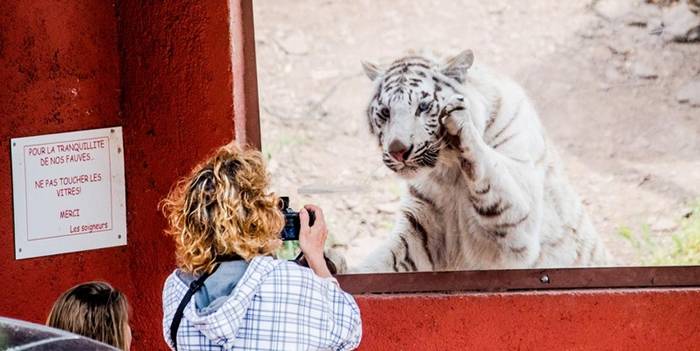 图中女子正在法国一家动物园中给玻璃幕后面的白老虎拍照，一旁标语则写着「禁止触碰」。人们进入野生动物笼舍自拍的事件让大众感到困惑：怎么会有人这么傻？PHOTO