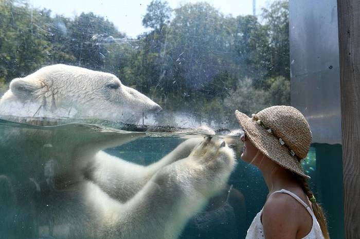 法国某家动物园中一名游客正在玻璃幕后看着北极熊。包含黄石公园在内的许多美国国家公园，有愈来愈多的游客冒着死亡风险接近熊或其他野生动物，只为了捕捉拍照的时机。