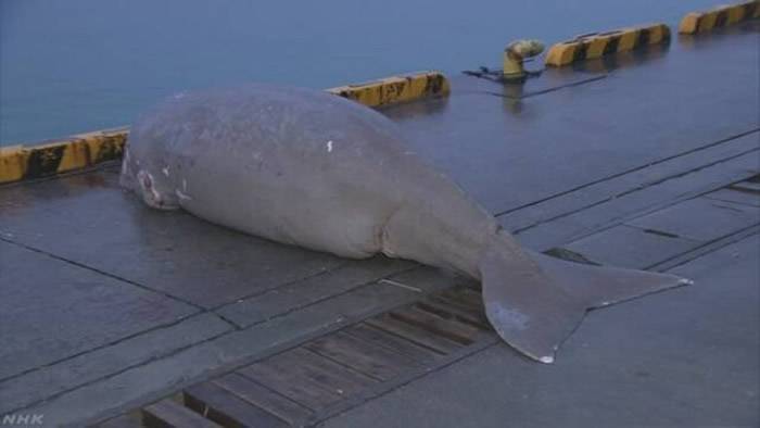 日本冲绳海面惊现3米长濒危海洋生物儒艮（海牛）尸体