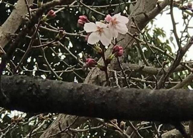 福冈气象台也同时宣布当地樱花已经开放。