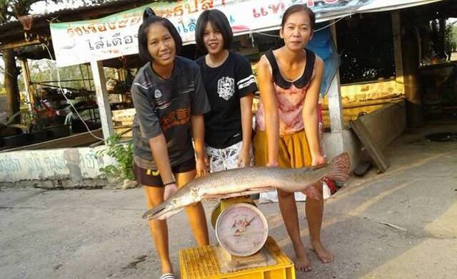 泰国武里南府普太颂县湖中捕获半鳄半鱼的水生怪物“福鳄”