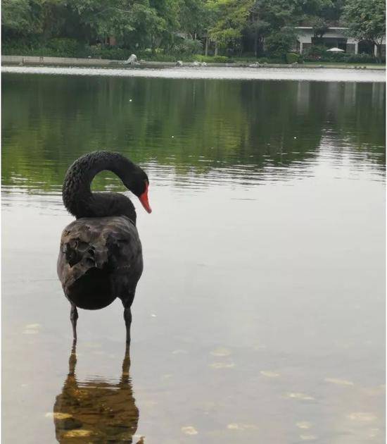 （图为华为园区内知名的天鹅湖和黑天鹅）