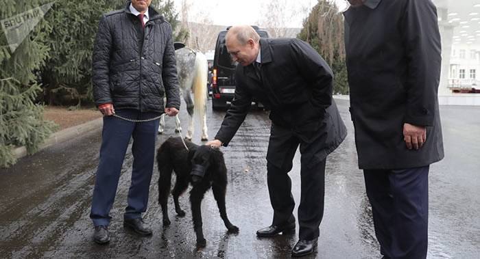 吉尔吉斯斯坦送给俄罗斯总统普京的泰根猎犬有着12000多年历史