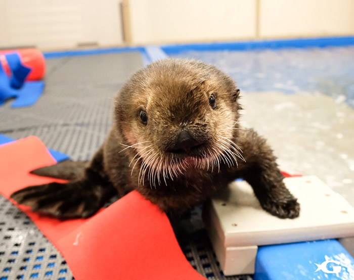 美国两水獭孤儿与母亲失散获水族馆收留重获新生