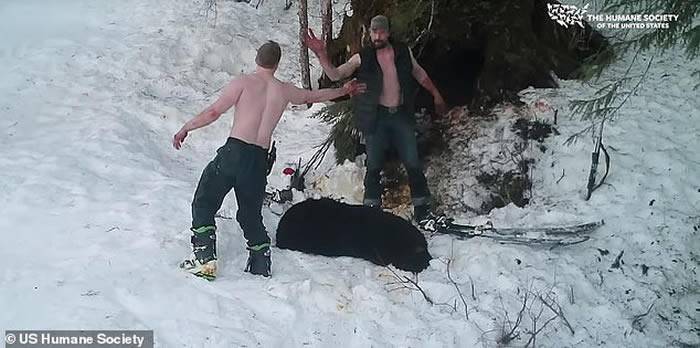 美国恶魔父子在阿拉斯加残忍射杀冬眠黑熊母子以沾满血水的手击掌