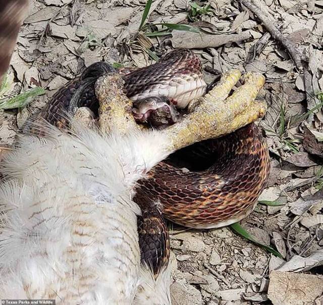 美国德克萨斯州红尾鵟大战豹斑蛇似同归于尽下一秒突然都活了过来分头逃窜
