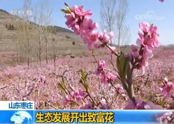 春花烂漫 游人观赏：千亩桃园花盛开 乡村振兴百姓富