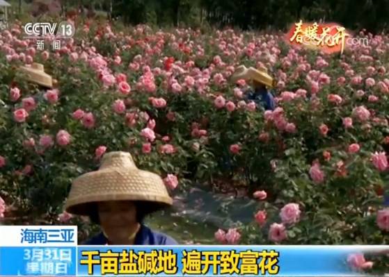 海南三亚：千亩盐碱地遍开致富玫瑰花
