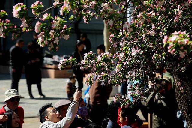 天大“海棠季”开放校园4万游人园中赏花