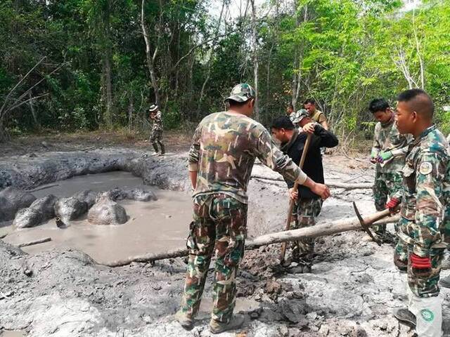 泰国呵叻府6只小象困他布兰国家公园泥沼巡逻人员花5小时拯救