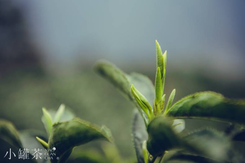 一罐春茶这样诞生，小罐茶揭秘全产业链品质生产