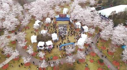 顾村：烂漫樱花丛中激起“浪花”朵朵