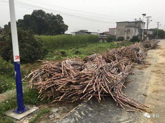 龙民与妻子砍好的甘蔗