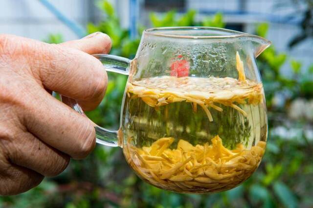 千年素馨归来！广州街坊在自家天台续写花城“花魁”传奇