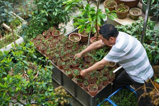 千年素馨归来！广州街坊在自家天台续写花城“花魁”传奇