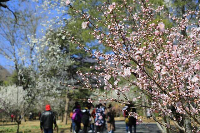 北京植物园“网红”景点亮相，邀你“雾里看花”