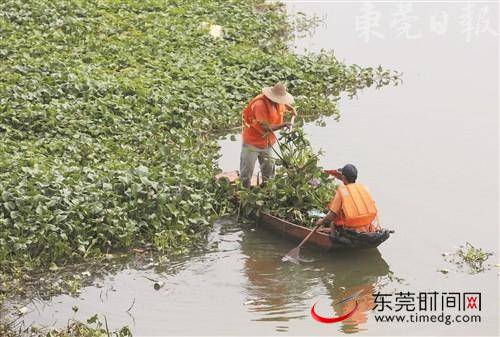 东莞今年将评选“最美河涌”“最美河长”