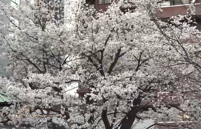 日本大学破解樱花代表品种染井吉野樱基因组或准确预测开花时间