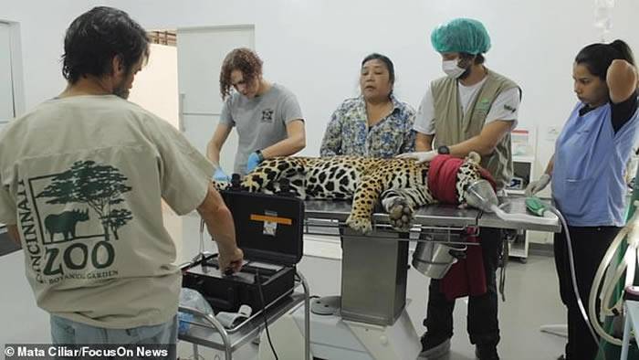 巴西容迪亚伊环境组织成功培育出全球第一只人工授精美洲虎出生2天就被妈妈吃掉