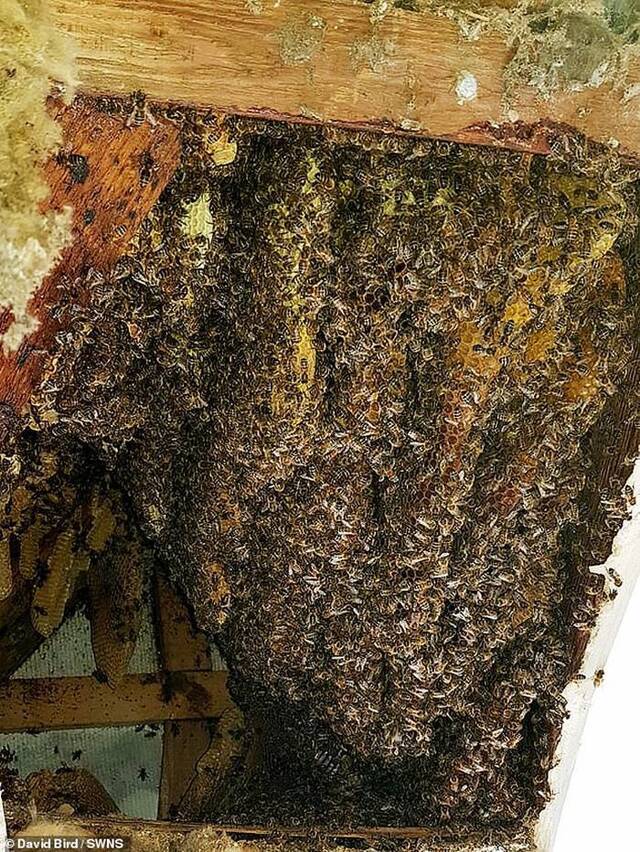 英国一户人家2万只蜜蜂住阁楼10年专家拿“吸尘器”帮搬家