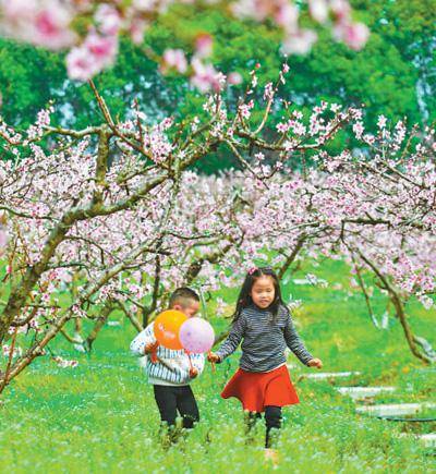 南京江宁汤山街道宁西社区，桃花谷近300亩的桃花进入盛花期，引得游客纷纷前来。二马摄（影像中国）