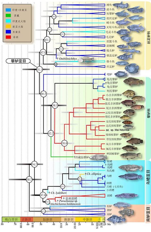 攀鲈目谱系时间树（The Timetree of Anabantiformes）前标为化石属种。圈内数字为节点时间平均值。支系颜色代表分布区（见左上方框）。缩写