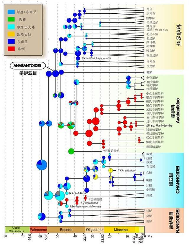 攀鲈目祖先分布区分析结果。缩写： A.=Anabas攀鲈属 Ch.=Channa鳢属 Ct=Ctenopoma非洲攀鲈属 Mi=Microctenopo