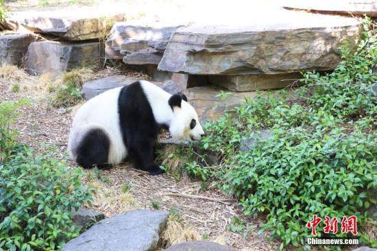 资料图：2月27日，澳大利亚阿德莱德动物园里一对来自中国的大熊猫“网网”和“福妮”迎来各地游客。图为大熊猫“网网”。中新社记者陶社兰摄