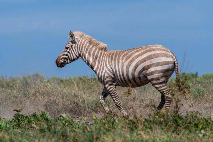 一只患有局部白化症（partial albinism）的斑马走过塞伦盖提国家公园（Serengeti National Park）的一个峡谷。有少数白化斑马被