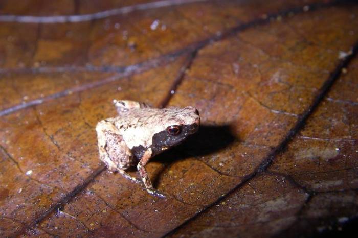 「最小迷你蛙」（Mini mum）生活在马达加斯加东部沿岸的落叶层里。 PHOTOGRAPH BY DR. ANDOLALAO RAKOTOARISON