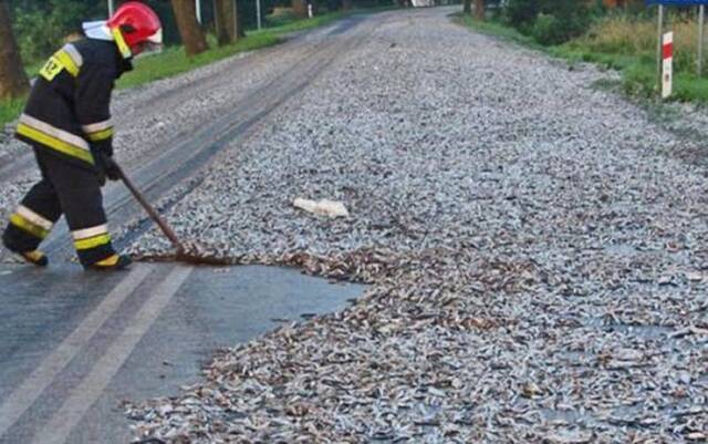 鳗鱼跟沙丁鱼同时出现在高速公路，光用想的都能够闻到那浓厚的鱼腥味。