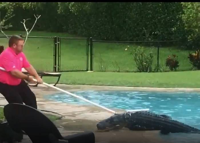 美国佛罗里达州2.4米长鳄鱼爬过围栏潜入私人泳池畅泳