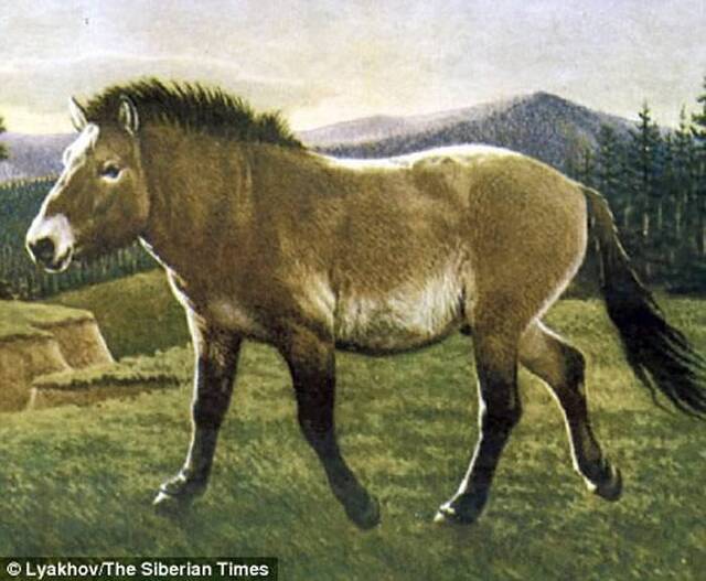 在俄罗斯发现的4.2万年前灭绝动物“勒那马”（Equuslenensis）将复活