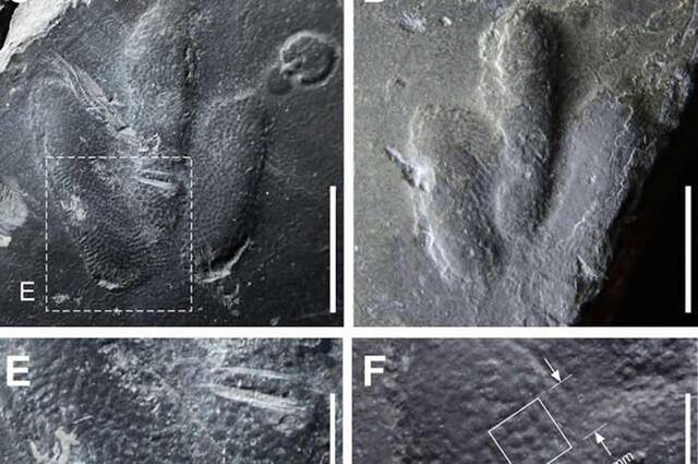 韩国发现小恐龙“Minisauripus”足印化石脚底皮肤纹理保存完好