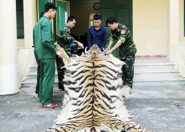 越南乂安省男子走私老虎毛皮和虎骨进入中国时被捕