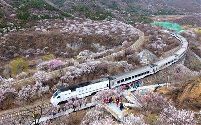 游客站在观景平台拍摄“S2线列车穿越花海”。新京报记者王贵彬摄