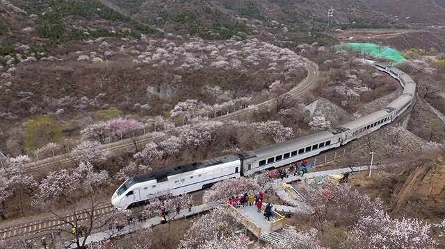 ▲3月28日，游客站在初步建成的观景平台拍摄“S2线列车穿越花海”。新京报记者王贵彬摄